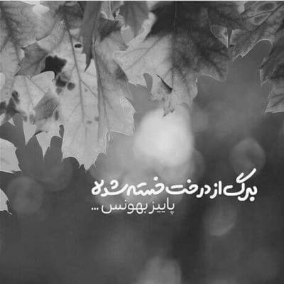 آهنگ تو ماهی و من ماهی این برکه کاشی