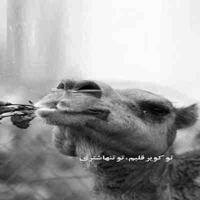 آهنگ اخ امون از اون چشاش که شاهکاره هر جوری حساب کنی توی دلم جا داره