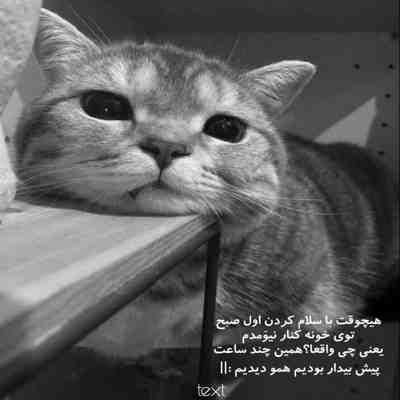 آهنگ حالا حالا ها گیرم واسه چشای معصوم تو میمیرم من از عاقل شدن سیرم برات دیوونه میمیرم