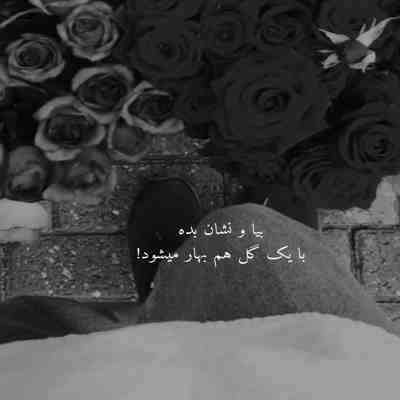 آهنگ مثل ماه عسل میمونی