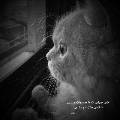 آهنگ مهره ی مار روزگارمی عشق موندگارمی نفس