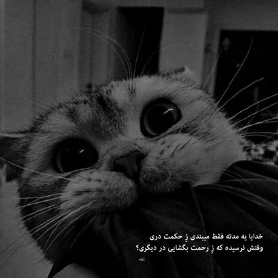 آهنگ من که دیوانه کننده تر از این عشق ندیدم