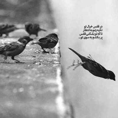 آهنگ دخترک دیوونه شد مهیار