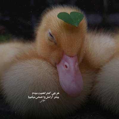 آهنگ من از خدامه بمونی پیش من‌ نگی بهم‌ خداحافظ